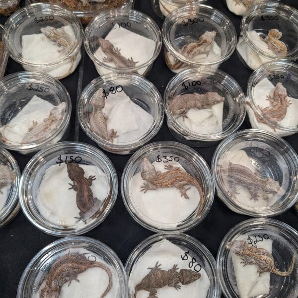 Multiple geckos in clear plastic containers laid out across at table with various prices written on the containers