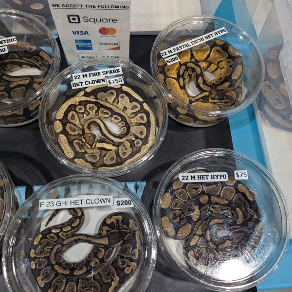 Five snakes curled in small see-through plastic containers next to a sign that lists different payment methods