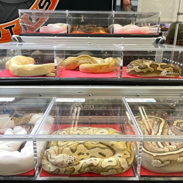 Nine snakes displayed in small see-through plastic containers