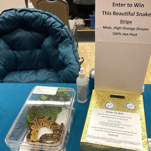 A snake in a small plastic container next to a sign that reads 'Enter to win this beautiful snake!'