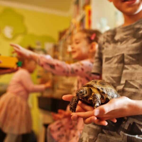 A child holding a small tortoise with other children touching other animals in the background