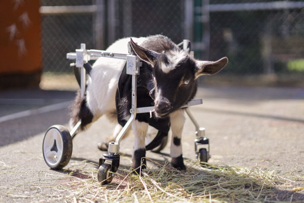 A small baby goat in a wheelchair at a farm sanctuary
