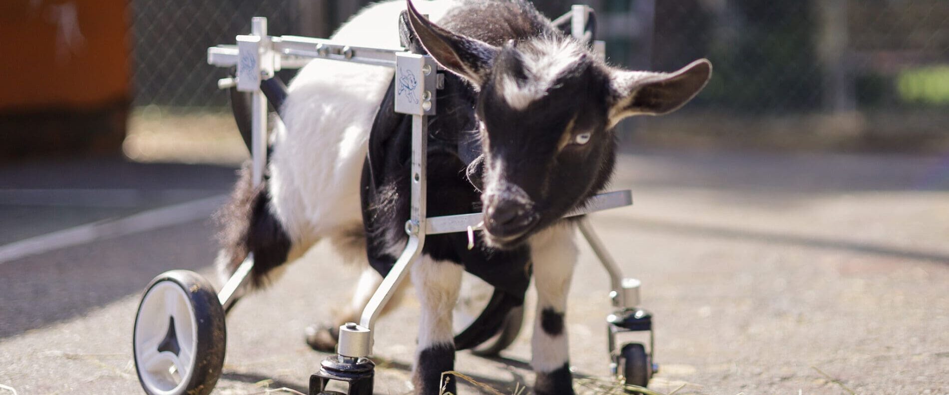 A small baby goat in a wheelchair at a farm sanctuary
