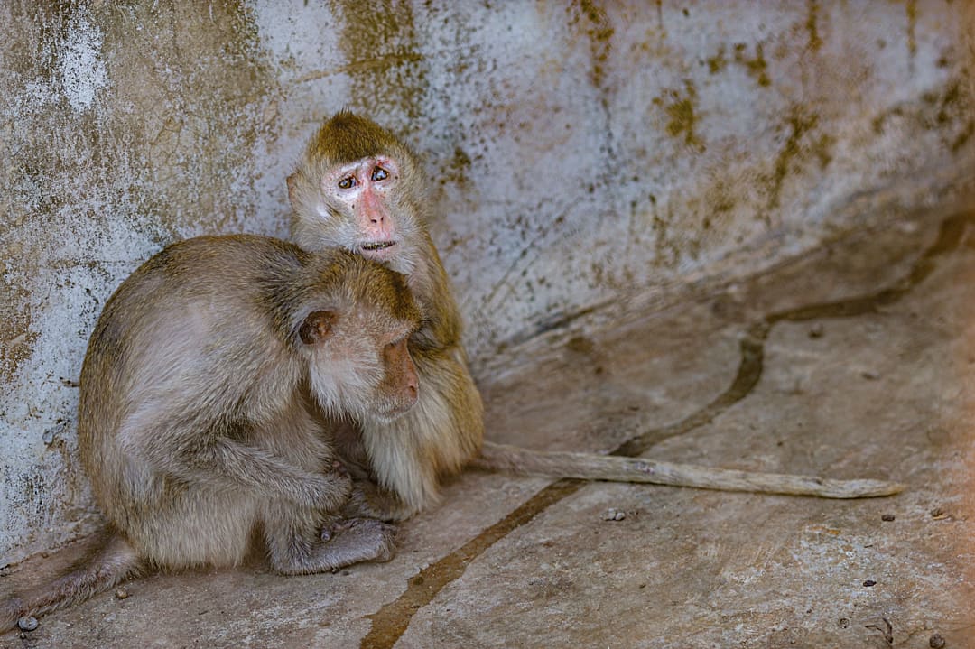 A barn owl sits tethered to the hand of their handler in Prague, Czechia. This owl is displayed in order to sell photoshoots with the captive bird. Prague, Czechia, 2021. Lukas Vincour / Zvirata Nejime / We Animals