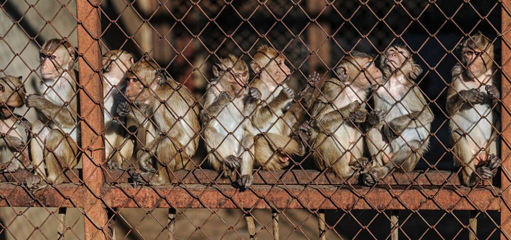 A group of macaques at a breeding facility peer through rusted wire while perching on their cage's ledge at sunset. Laos, 2011. Jo-Anne McArthur / We Animals