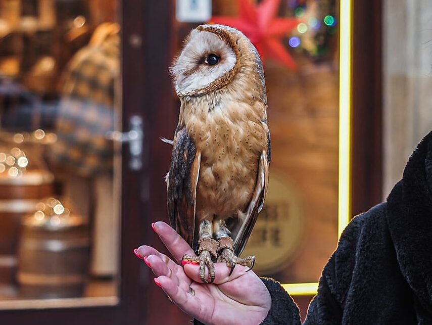 A barn owl sits tethered to the hand of their handler in Prague, Czechia. This owl is displayed in order to sell photoshoots with the captive bird. Prague, Czechia, 2021. Lukas Vincour / Zvirata Nejime / We Animals