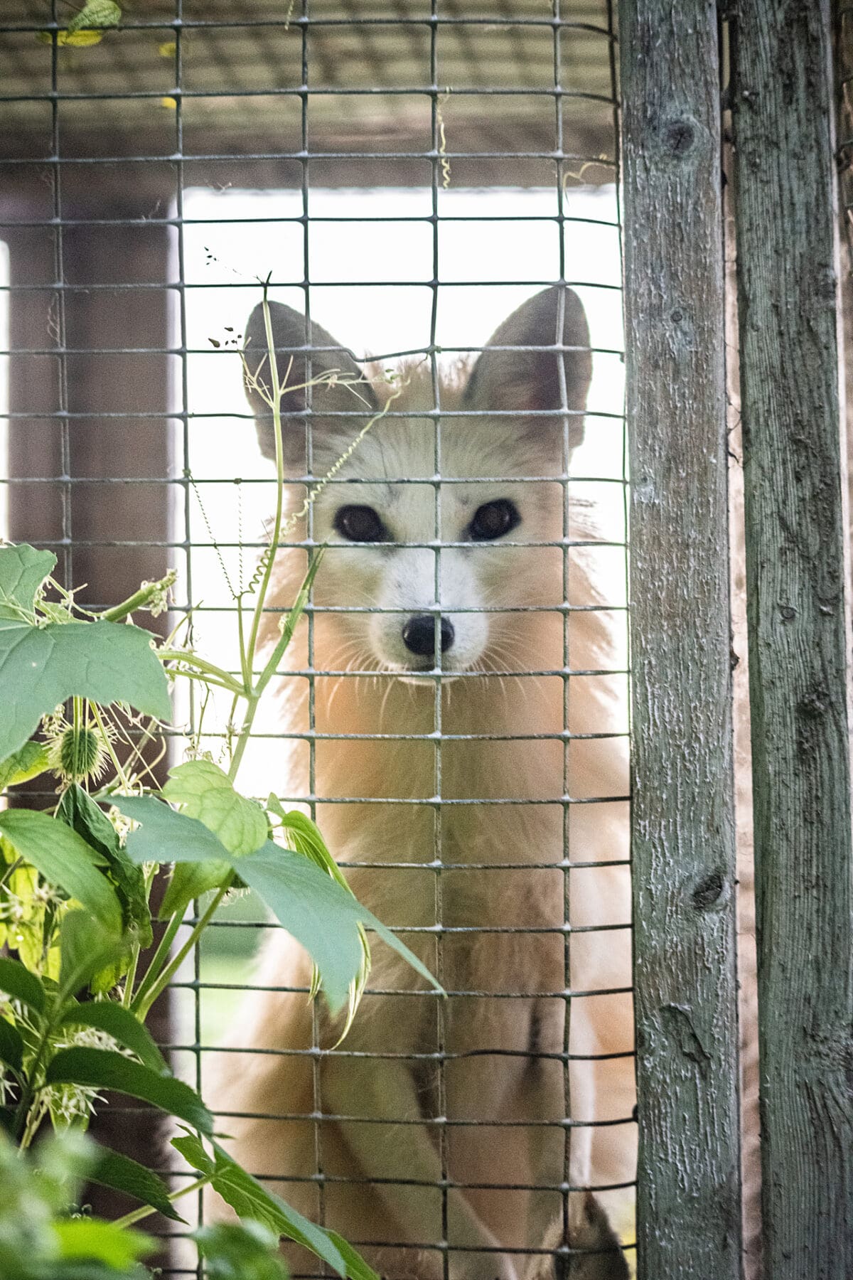 A farmed fox peers through the wire mesh of their barren cage at a fur farm. This calico or marble-coated fox will spend their entire life confined, and typically alone, inside this type of cage. Foxes like this individual are used for breeding or will eventually be killed for their fur. Quebec, Canada, 2022. We Animals