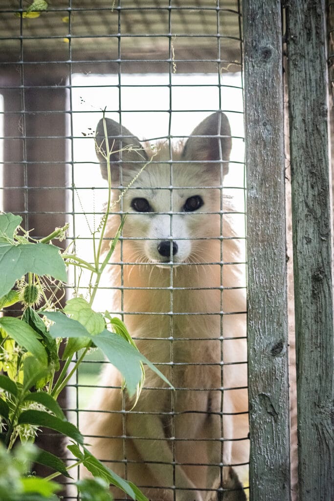 A farmed fox peers through the wire mesh of their barren cage at a fur farm. This calico or marble-coated fox will spend their entire life confined, and typically alone, inside this type of cage. Foxes like this individual are used for breeding or will eventually be killed for their fur. Quebec, Canada, 2022. We Animals