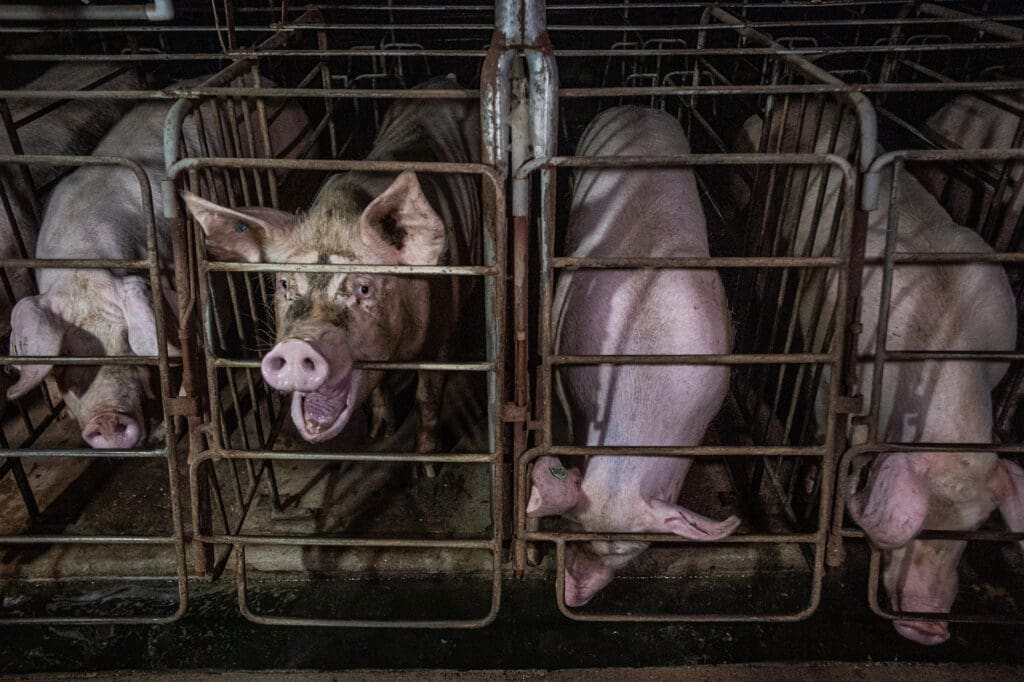 A sow bites the bar of a small gestation crate