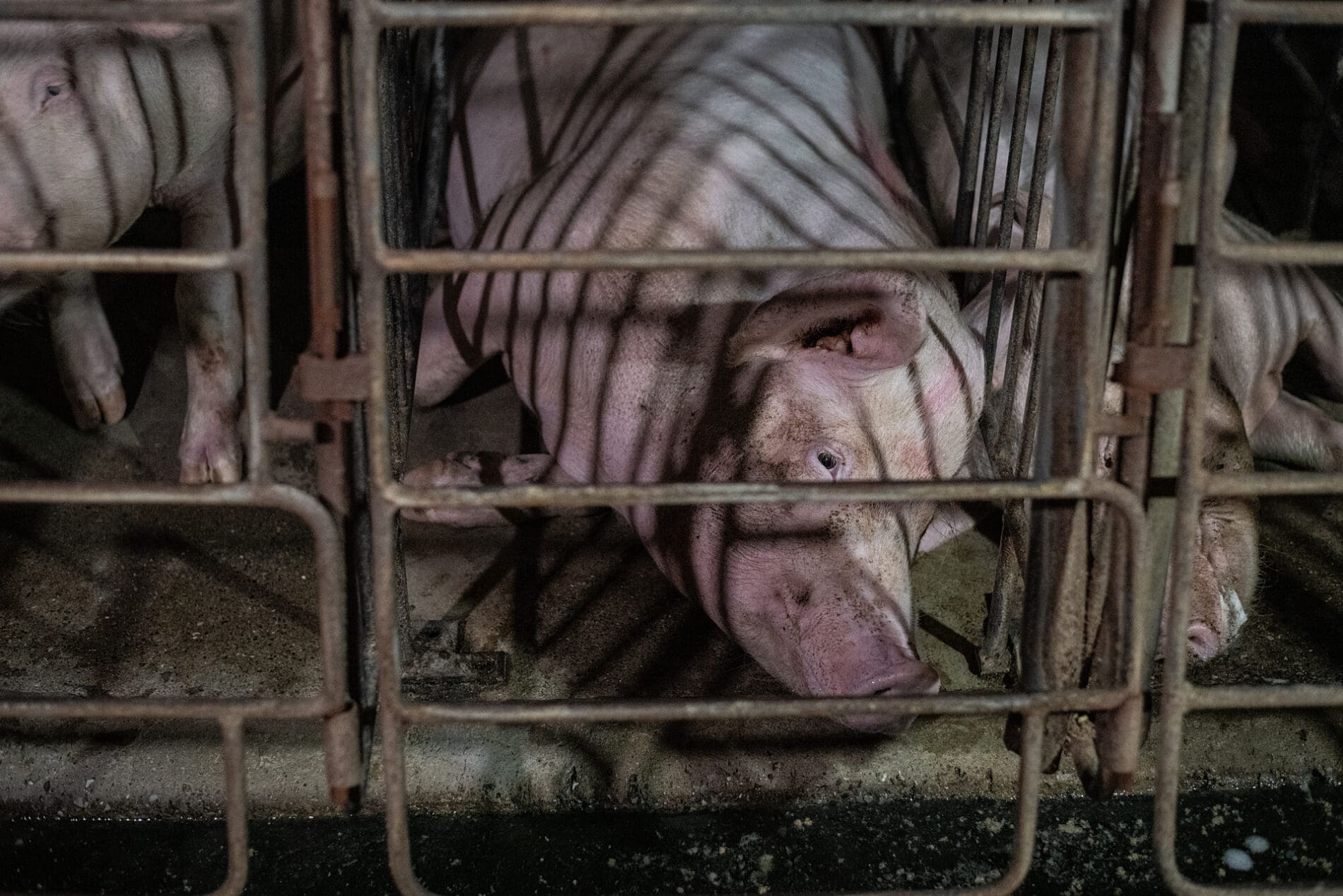A sow lies down in a small gestation crate