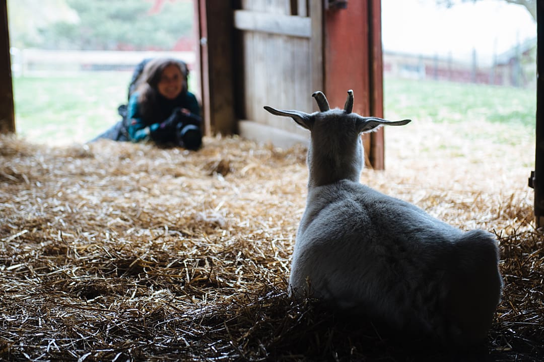 Girl hipster teenager with camera on farm in meadow takes photo of little young goat