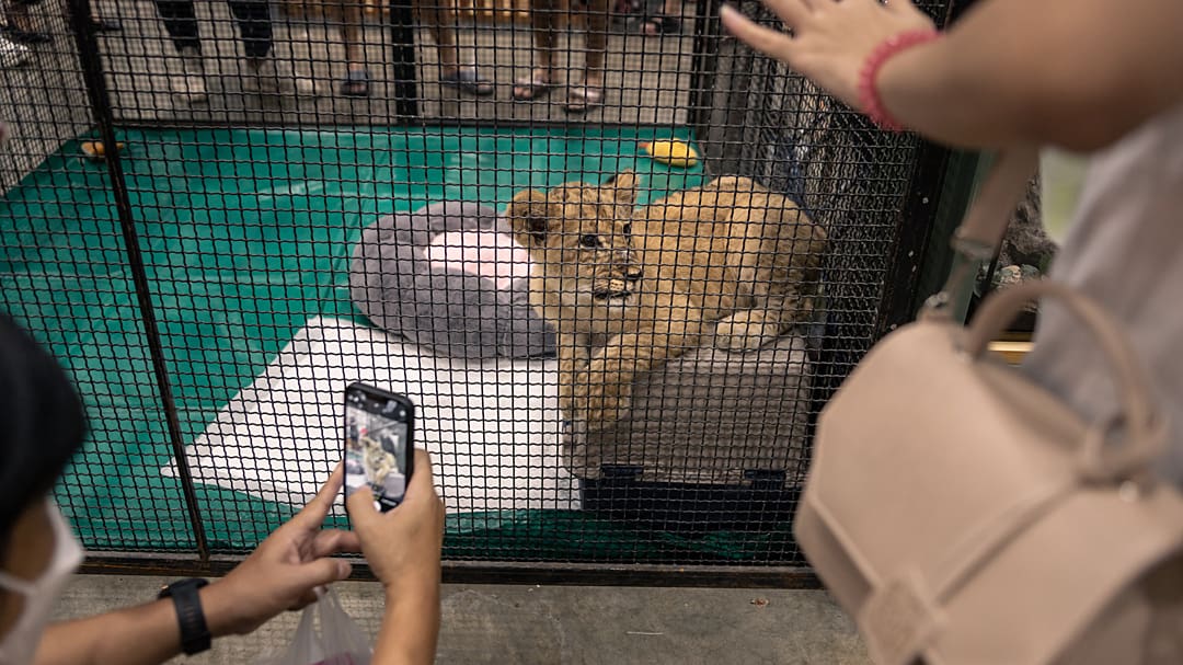 A caged lion cub at a large pet expo stares up as multiple onlookers photograph them through the cage wire. A Thai exotic pet owners association brought the cub to the expo. Bangkok, Thailand, 2022. Ana Norman Bermudez / We Animals