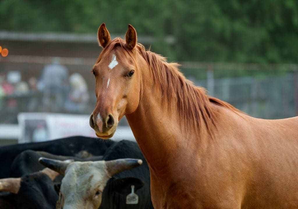 A portrait of a horse named Ridge Runner before a rodeo in Coombs, British Columbia.