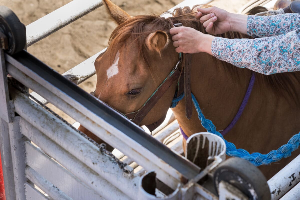 A horse named Ridge Runner in a rodeo chute in Coombs, British Columbia, before he fell in an incident.