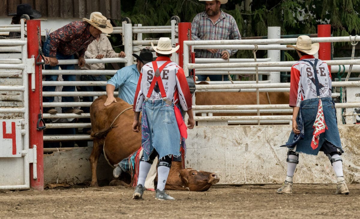 A small cow carrying a competitor falls and lies on the ground with her head extended in Coombs, B.C.