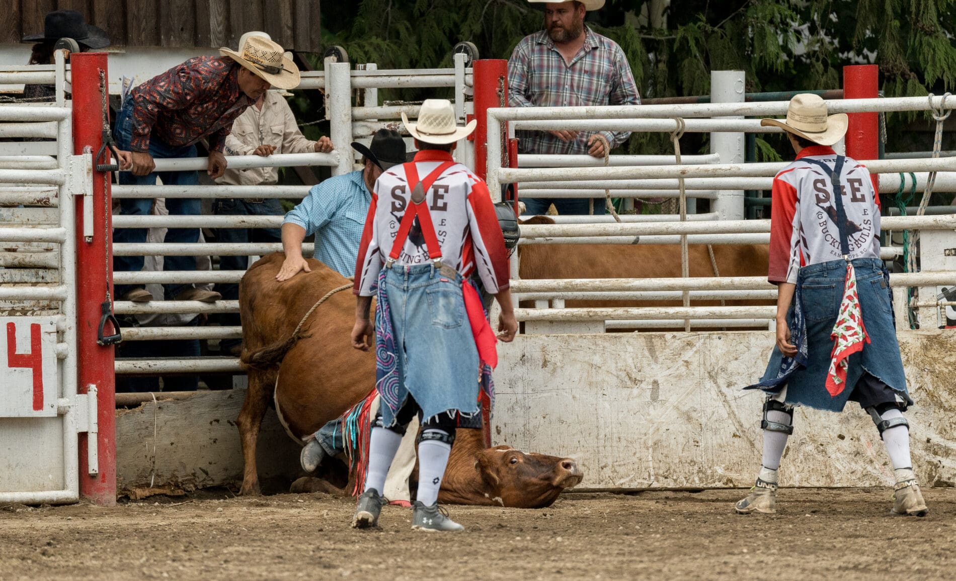 Coombs rodeo under investigation for cruelty complaint: Media