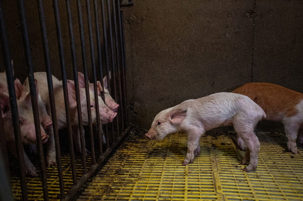 A frightened piglet stares through bars to a group of his peers