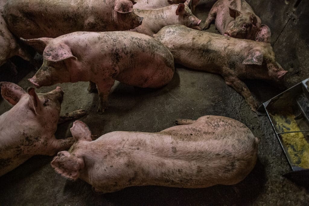 Pigs with docked tails on a farm
