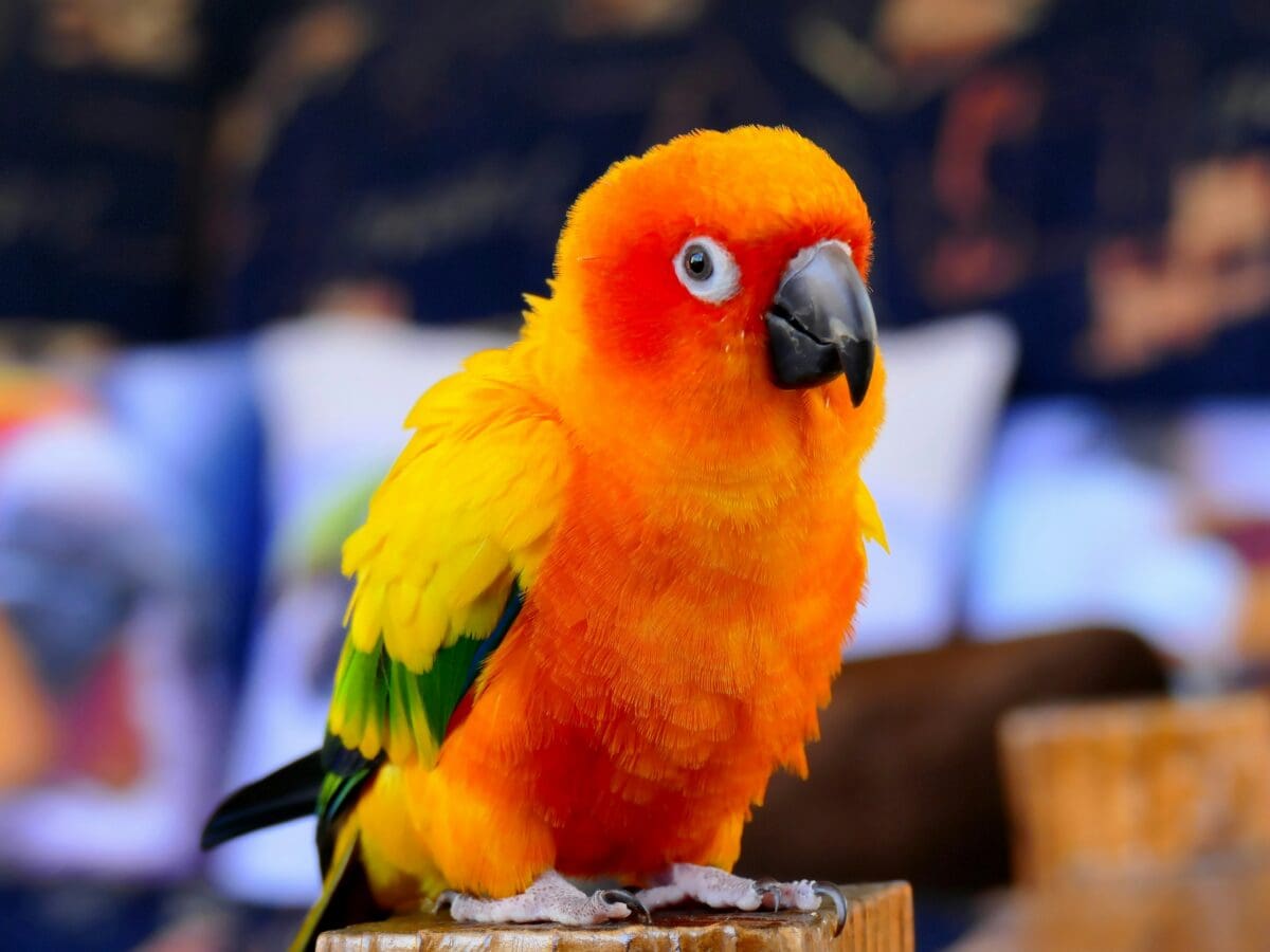 A sun conure sitting with an out of focus indoor background