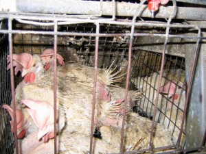 battery hens