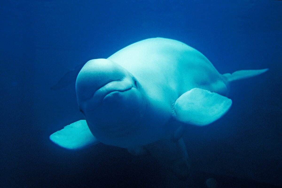 Beluga swimming underwater