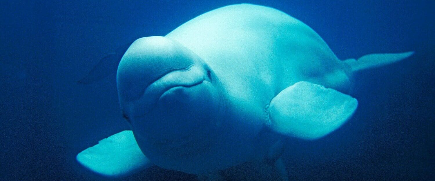 Beluga swimming underwater