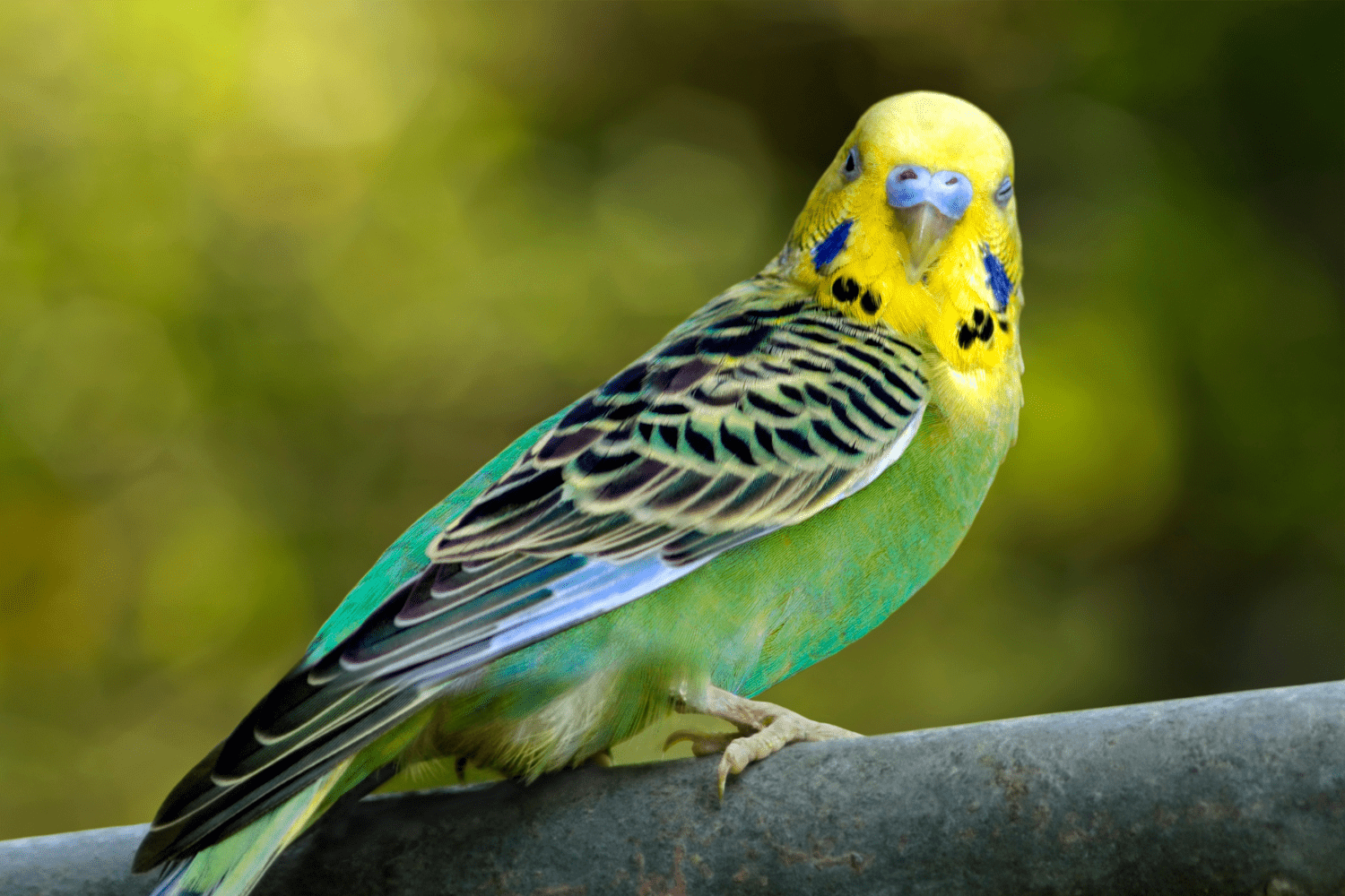 A budgie in the wild