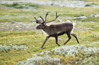 A caribou walks across a field