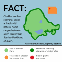Giraffes are far-roaming, social animals.
