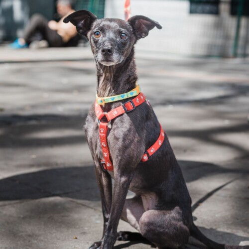 Pepper and her guardians came by the table and got Pepper a nice new harness and leash. Dog sitting and showing off new matching harness and leash.