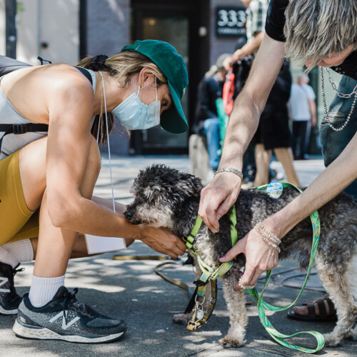 A dog being fitted for a harness on the sidewalk.