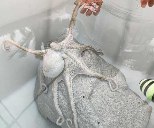A Hawaiian day octopus reaches for a visitor's hand during a tour at Kanaloa Octopus Farm on the Big Island of Hawaii. The facility confines wild-caught octopuses alone in small tanks to perform breeding experiments on them for the aquaculture industry. Laura Lee Cascada / The Every Animal Project / We Animals Media.