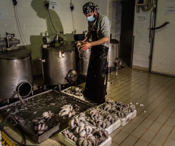 A worker at a processing plant, processes octopus bodies with water through specific machines to make them turgid for sale. Selene Magnolia / We Animals Media.