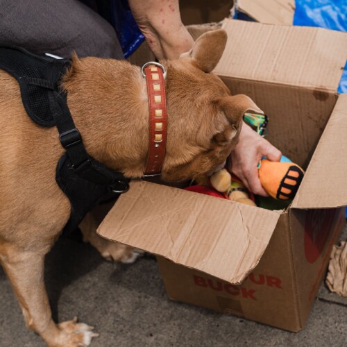 Freedom chose the perfect toy.