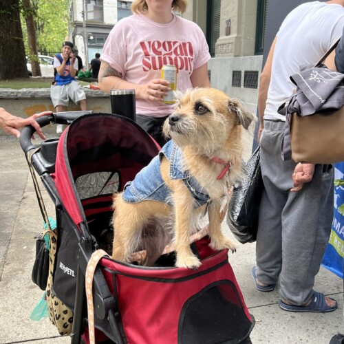 This beautiful dog was eager to make new friends at the Because They Matter table. She got a stylish new jacket, some treats and food, and a brand new collar.