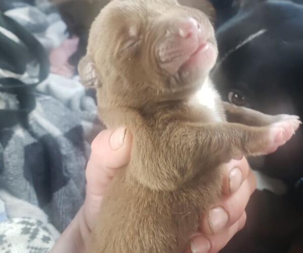 One of Winnie's newborn puppies