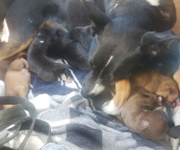 Winnie and her puppies.