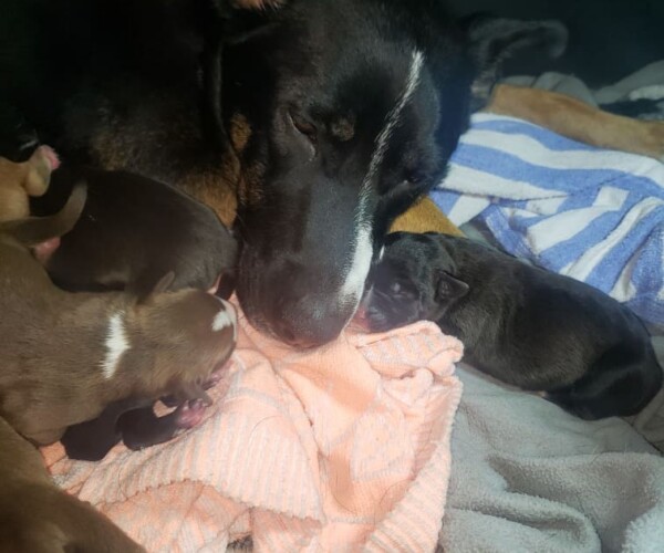 Winnie is relieved that her puppies are safe.