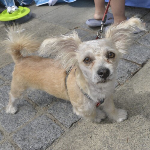 Lucky the dog attended Because They Matter with their guardian, Brian.