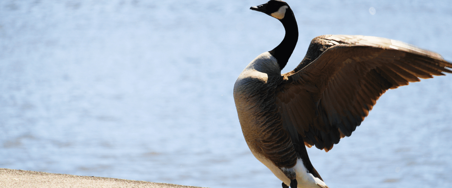 A Canadian goose flaps their wings in front of a lake