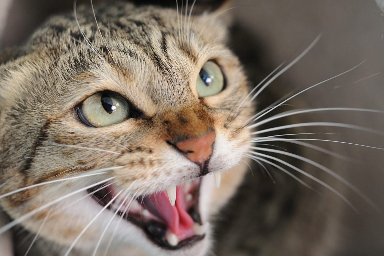 A cat hissing