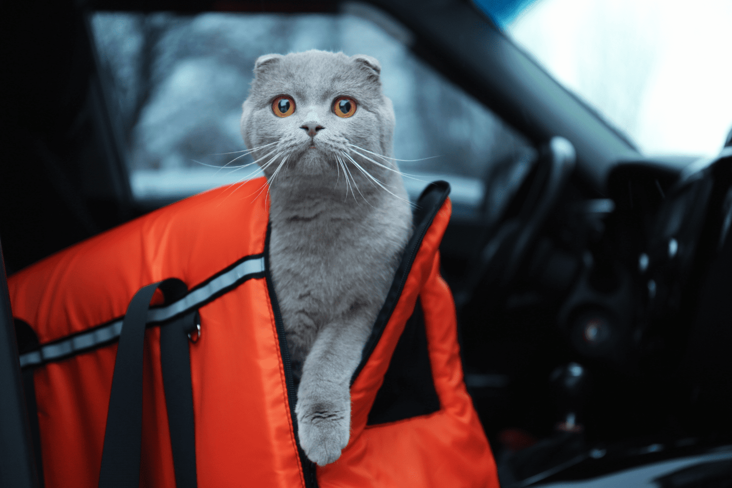 A grey cat in a carrier inside a car