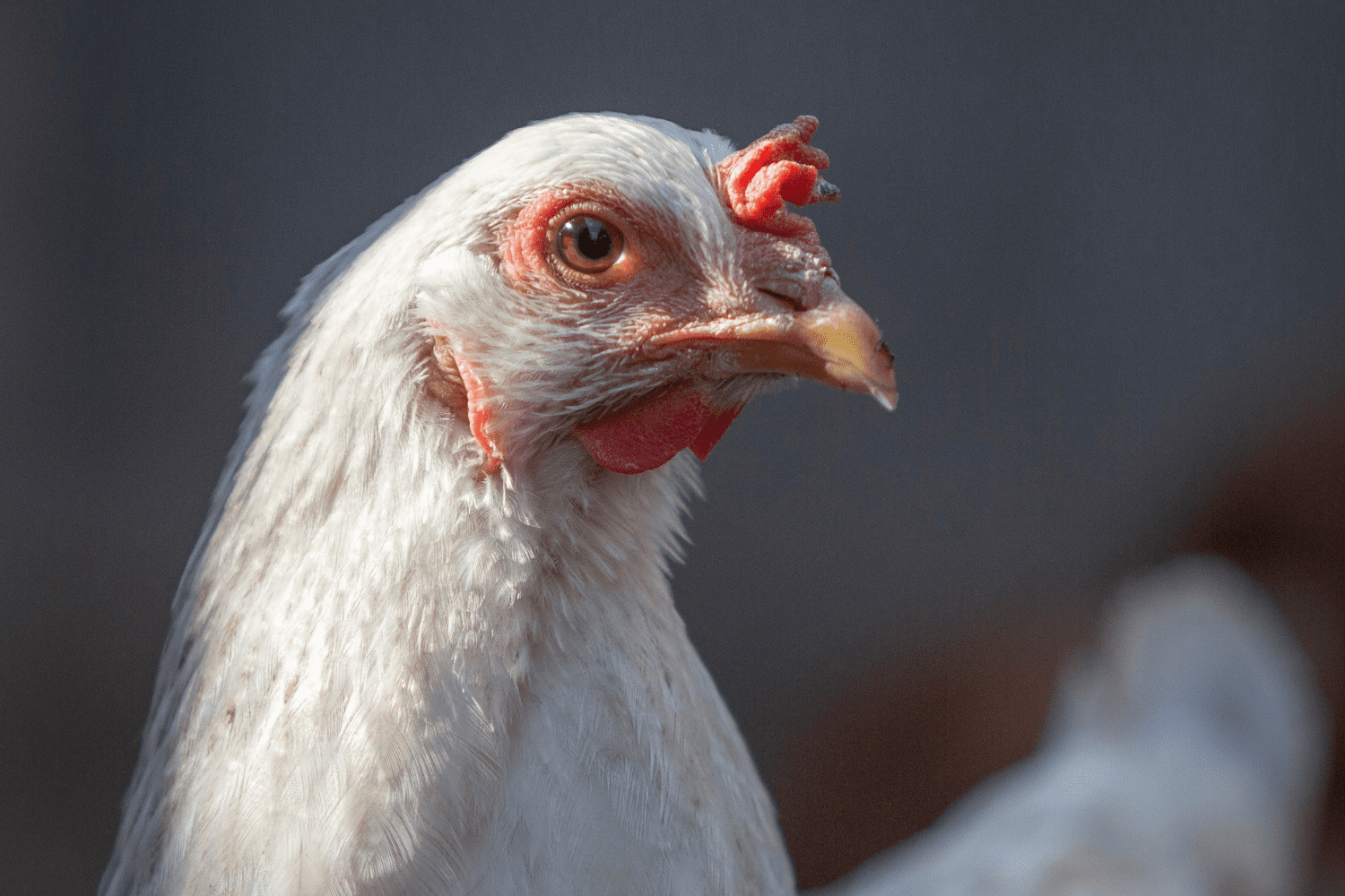 A close up photo of a chicken