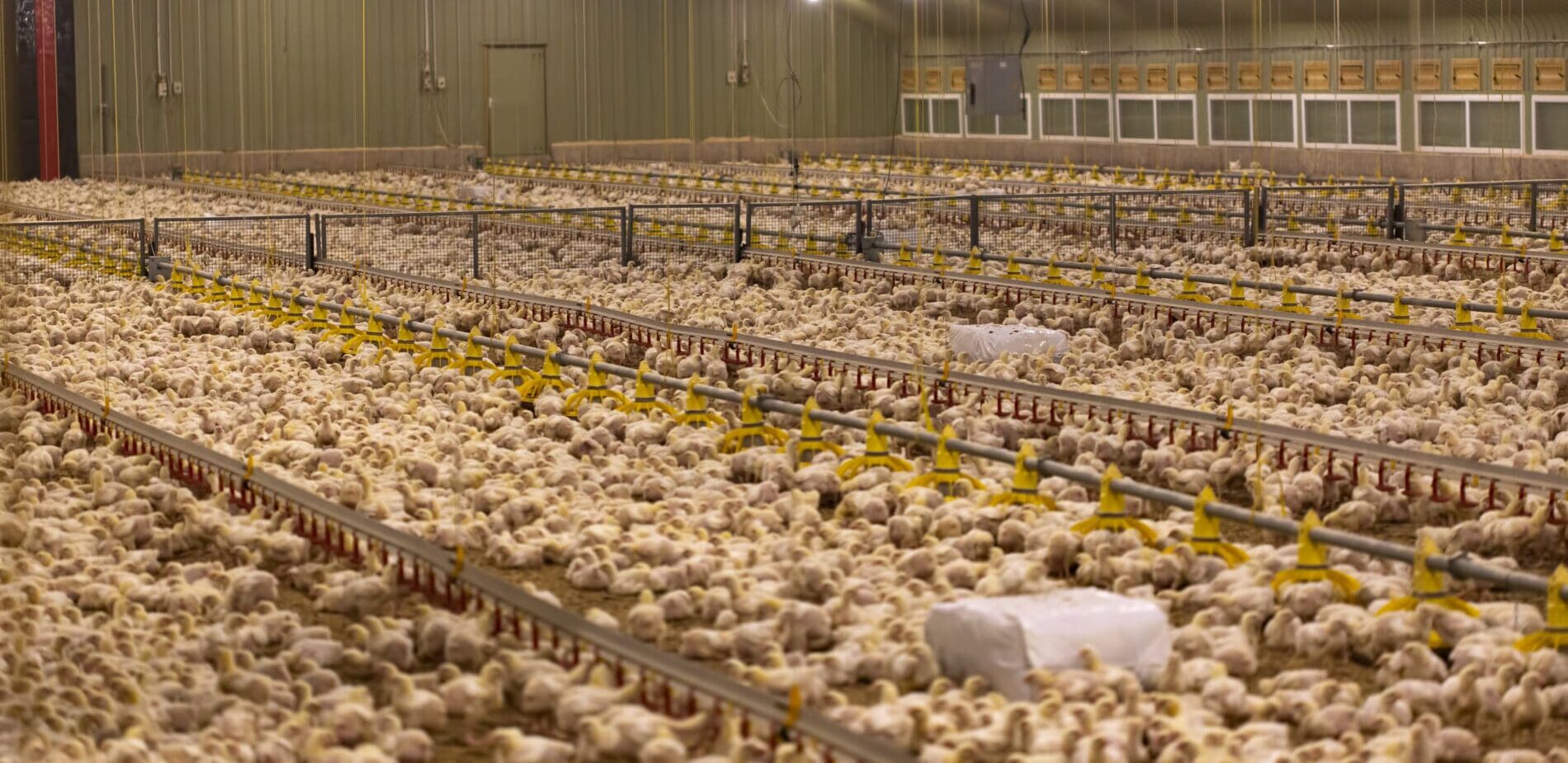 Thousands of Small chickens in a big hatchery