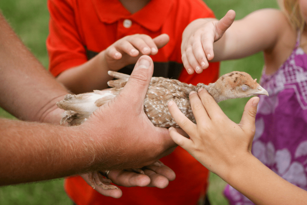 Close up of an adult's hand holding a baby turkey while children pet the animal.