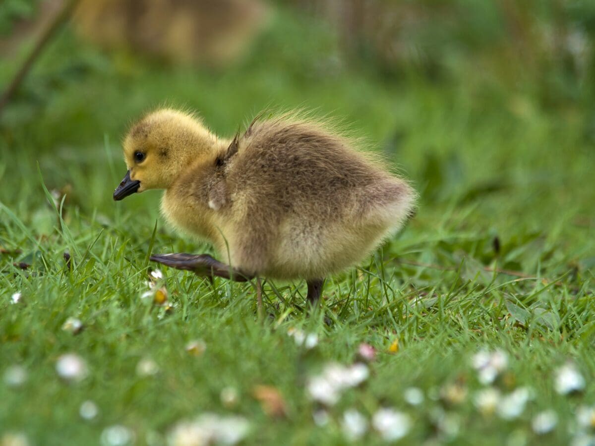 A gosling in the grass