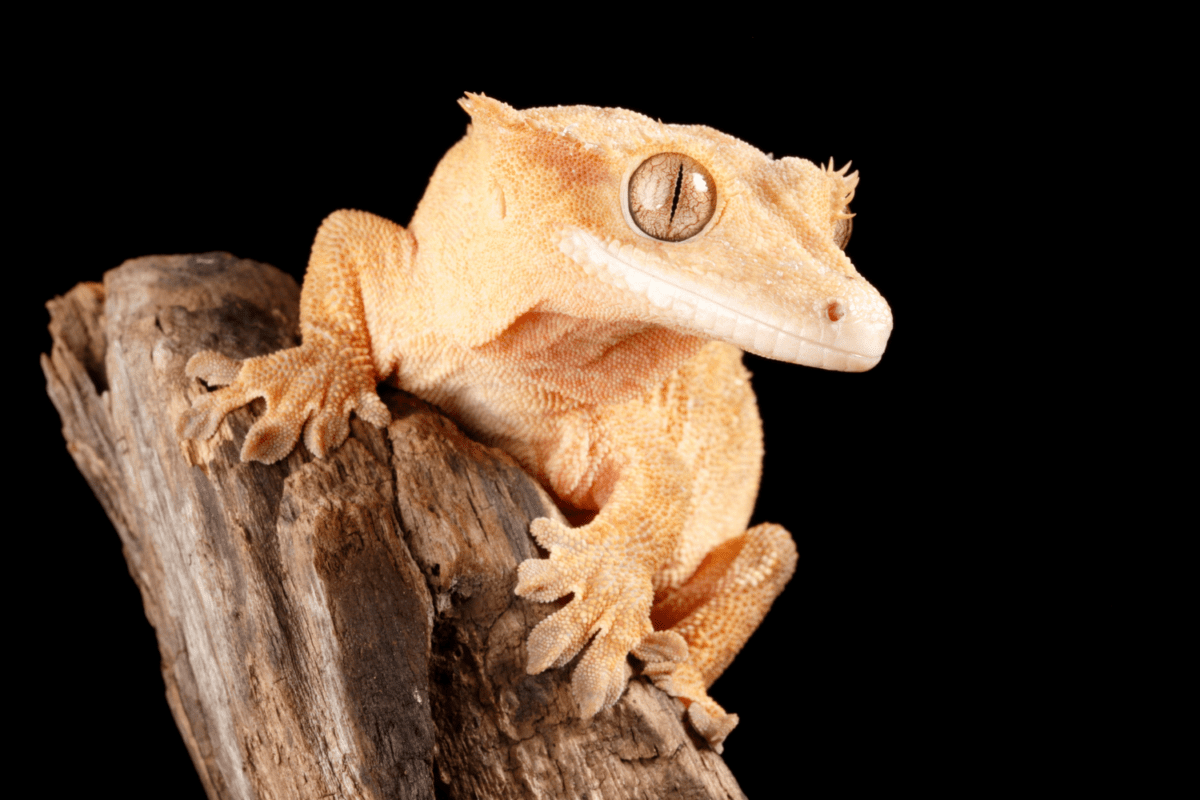 A crested gecko sits on a branch against a black background