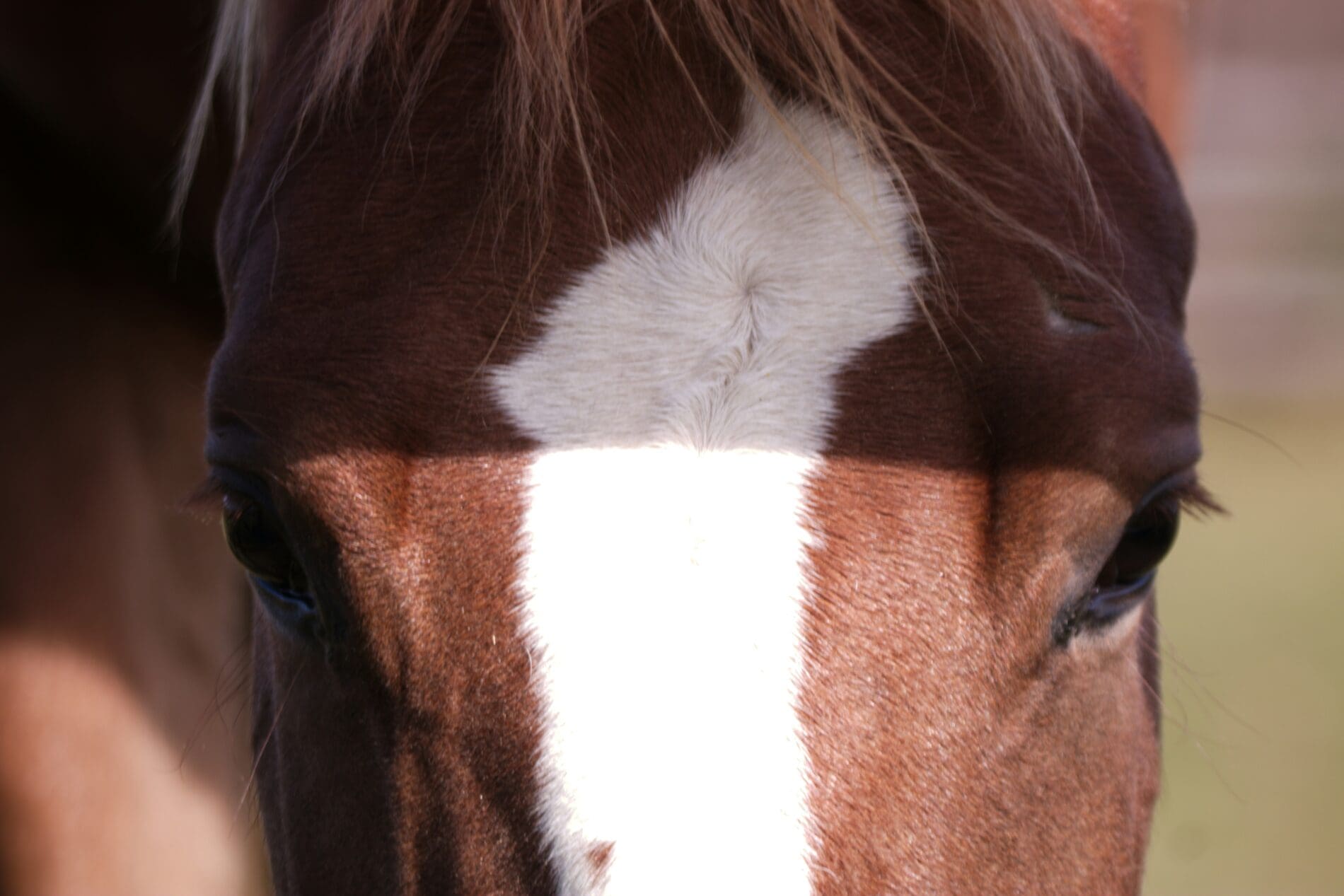Close-up of a horse’s face, showing its eyes.