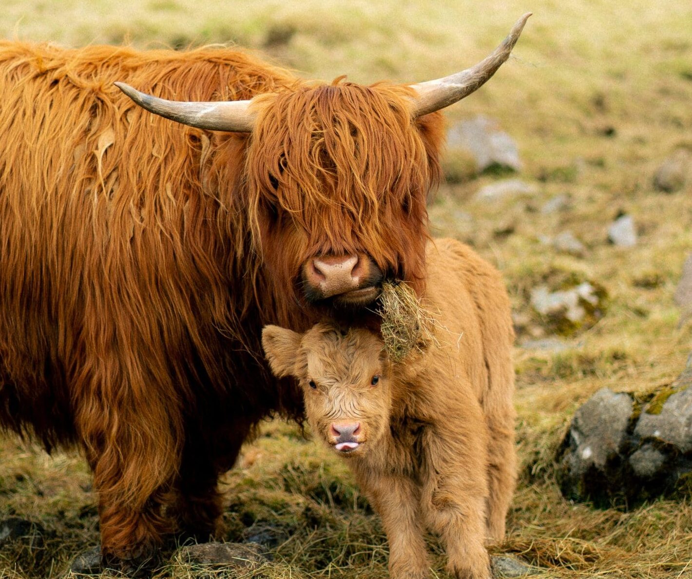 A long-haired Highland cow stands in a grassy field, gently nuzzling a small calf beside her.