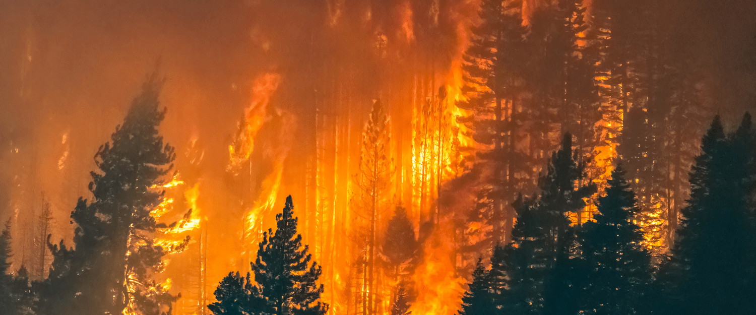 A forest fire from above